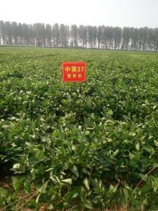中黄37大豆示范田
